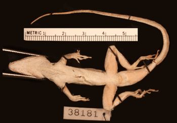 Media type: image;   Herpetology R-38181